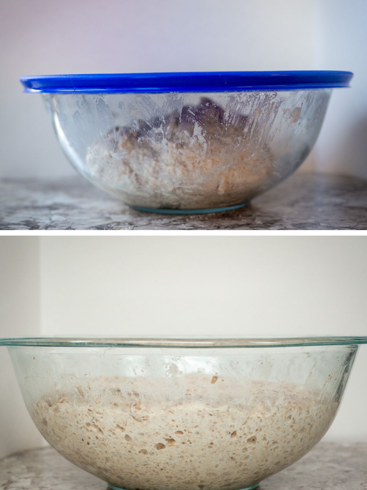 Artisan pizza dough in a glass bowl before raising and covered with a lid and then after raising, showing lots of bubbles in the dough.
